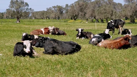 Cows  Stock Footage 126866431