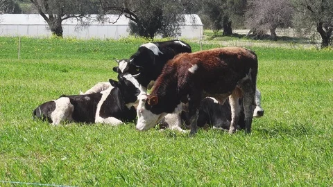 Cows Stock Footage 126911901