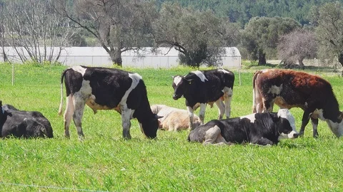 Cows Stock Footage 126912808