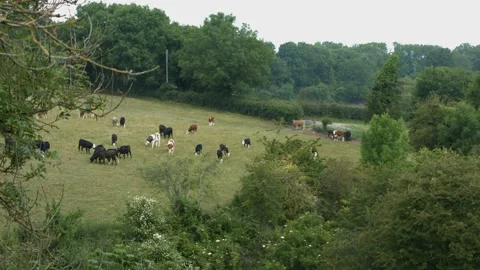 Cows Video stock 133448947