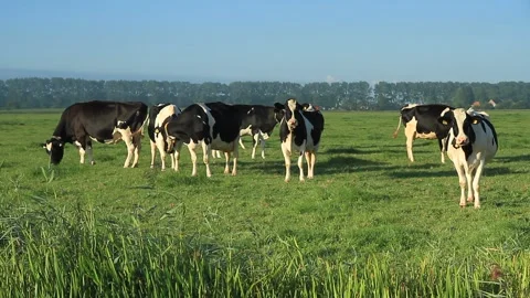 Cows Stock Footage 134129302