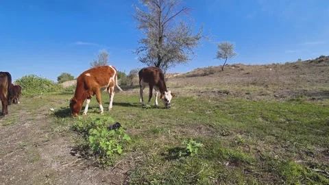 Cows Stock Footage 138101424