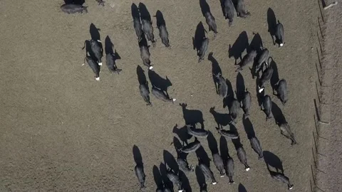 COWS Video stock 138404576
