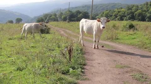 Cows Stock Footage 138543131