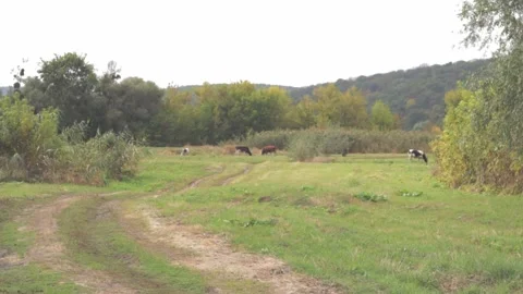 Cows Video stock 161947788