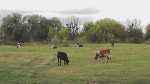 Cows Video stock 161947790