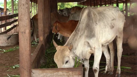 Cows Stock Footage 169295523