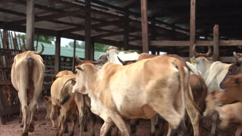 Cows Stock Footage 169295695