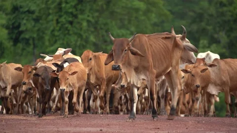 Cows Stock Footage 169295733