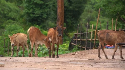 Cows Stock Footage 169295960