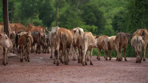Cows Stock Footage 169296083
