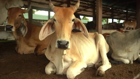 Cows Stock Footage 169296105