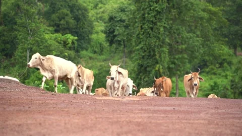 Cows Stock Footage 169296116
