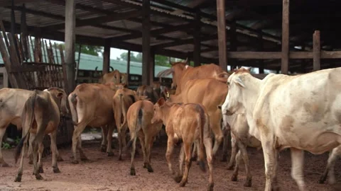 Cows Stock Footage 169296231