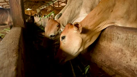 Cows Stock Footage 169296338