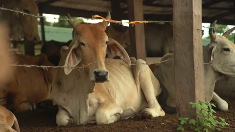 Cows Stock Footage 169296350