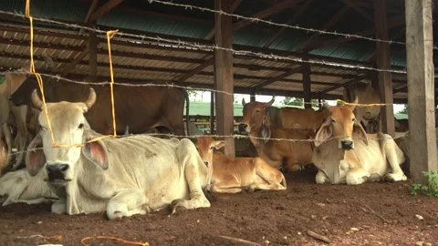 Cows Stock Footage 169296376