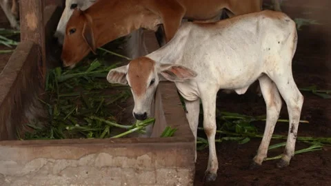 Cows Stock Footage 169296446