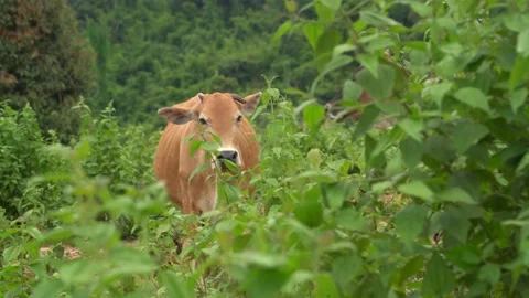 Cows Stock Footage 169296610