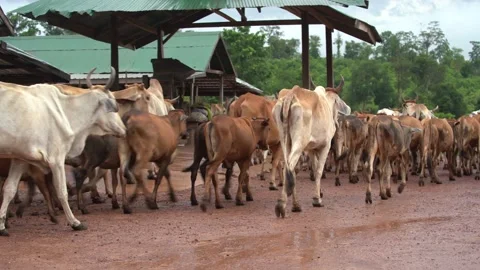 Cows Stock Footage 169296722