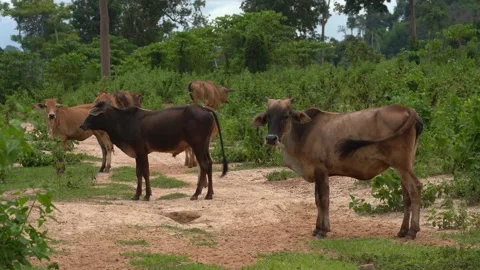 Cows Stock Footage 169296729
