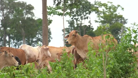 Cows Stock Footage 169296739