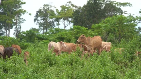 Cows Stock Footage 169296750