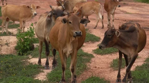 Cows Stock Footage 169296752