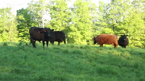 COWS Stock Footage 186573833