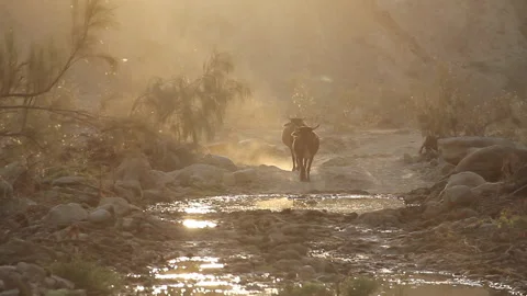 Cows Stock Footage 201941404