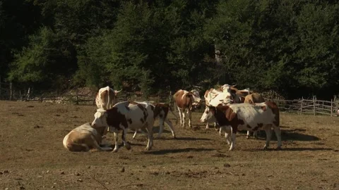 Cows Stock Footage