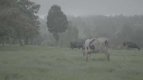 Cows Stock Footage 219421102