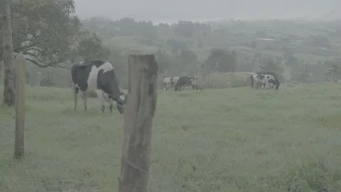 Cows Stock Footage 219510226