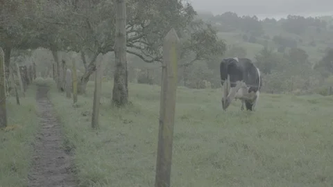Cows 動画素材 219511574
