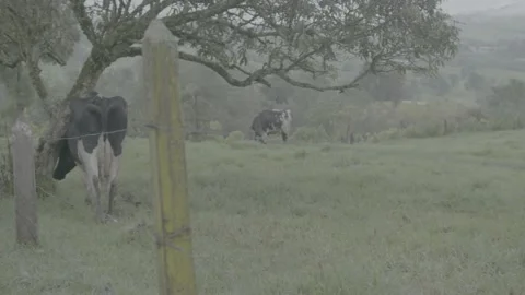 Cows Stock Footage 219511631