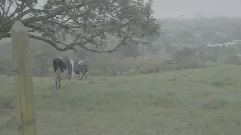 Cows Stock Footage 219511667