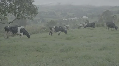 Cows Stock Footage 219511689