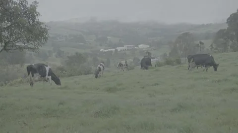 Cows Stock Footage 219511731