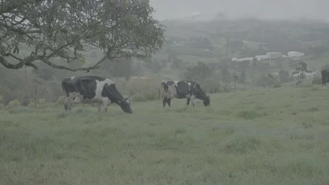 Cows 動画素材 219511760