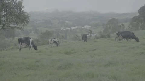 Cows Stock Footage 219511784