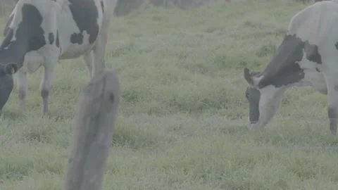 Cows 動画素材 219511799