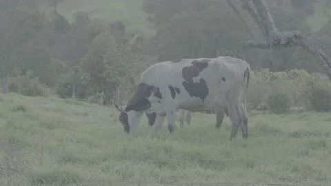 Cows Stock Footage 219511821
