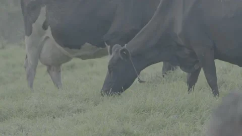 Cows 動画素材 219511848