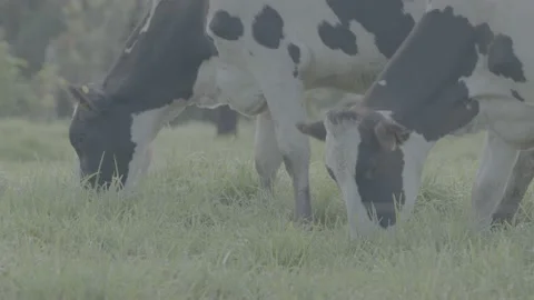 Cows Stock Footage 219511889