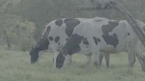 Cows 動画素材 219511903