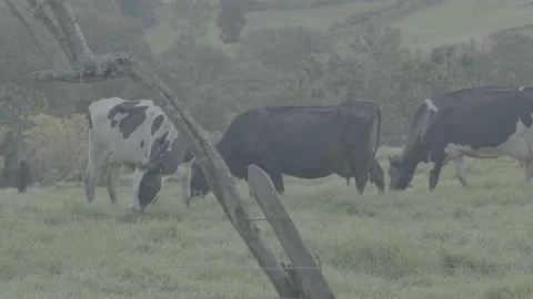 Cows 動画素材 219511926