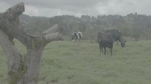 Cows Stock Footage 219511968