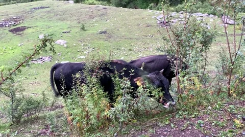 Cows Stock Footage 250599685