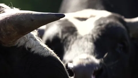 Cows Stock Footage 265070539