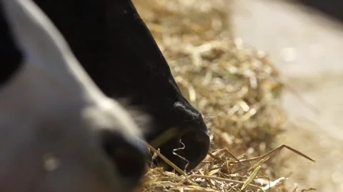 Cows Stock Footage 265072282